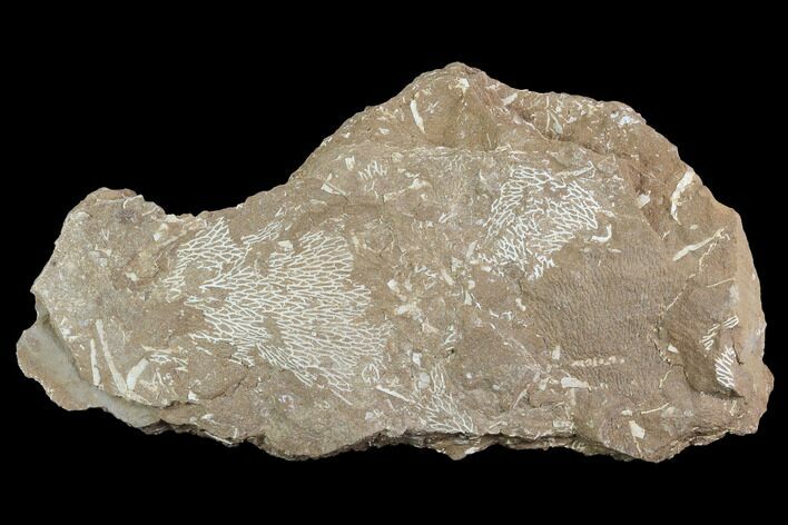 Ordovician Bryozoans (Chasmatopora) Plate - Estonia #98029